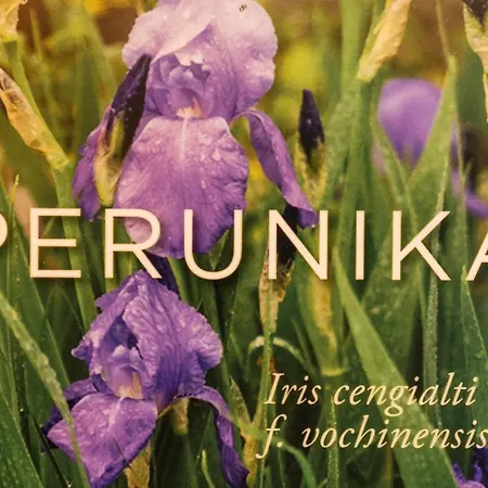 Lägenhet Apartmaji Alpski Cvet - Hisa Gorenc