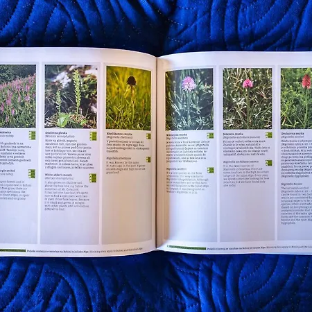 Apartmaji Alpski Cvet - Hisa Gorenc * Bohinj