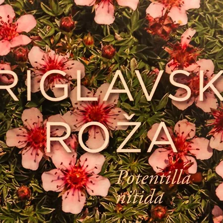 Apartmaji Alpski Cvet - Hisa Gorenc Lägenhet *