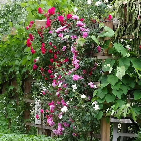 Apartmaji Alpski Cvet - Hisa Gorenc Lägenhet