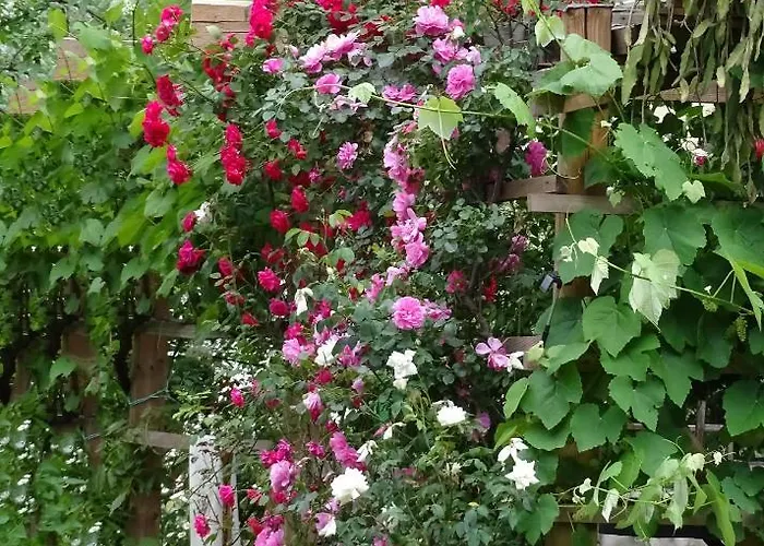 Apartmaji Alpski Cvet - Hisa Gorenc דירה